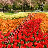 Colour:A