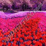 Colour:B