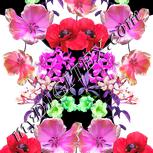 Colour:B