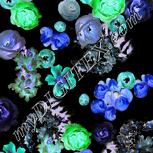 Colour:F