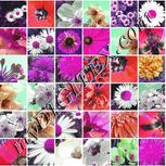 Colour:B