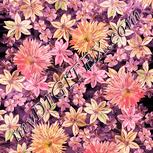 Colour:J