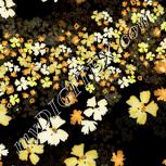 Colour:F