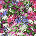 Colour:A