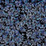 Colour:F