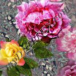 Colour:A