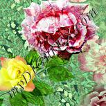 Colour:K