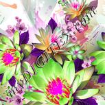 Colour:B