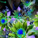 Colour:F
