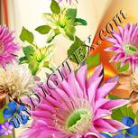 Colour:A
