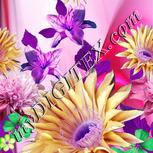 Colour:B