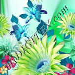 Colour:C