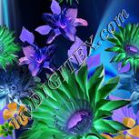 Colour:F
