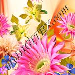 Colour:J