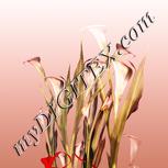 Colour:J
