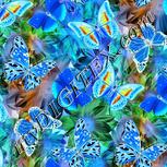 Colour:F