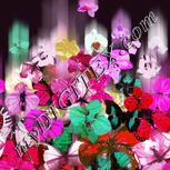 Colour:B