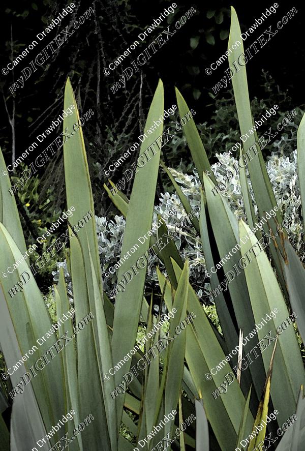 New Zealand Flax