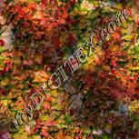 Colour:A