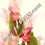 Colour:A