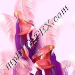 Colour:B