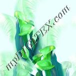 Colour:C