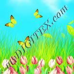 Colour:K