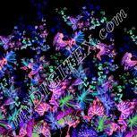 Colour:F