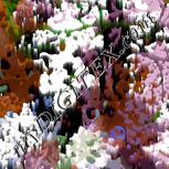 Colour:B