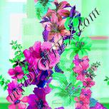 Colour:C