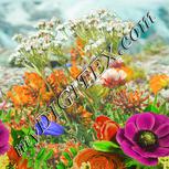 Colour:A