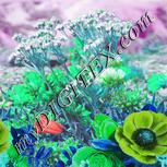 Colour:C