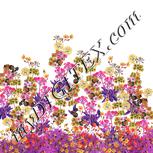 Colour:B