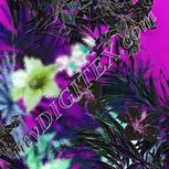 Colour:C