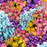 Colour:A