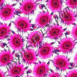 Colour:B