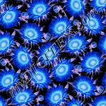 Colour:F