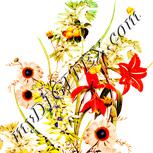 Colour:J