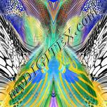 Colour:F
