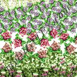 Colour:K