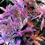 Colour:B