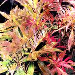 Colour:J