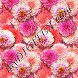Colour:B