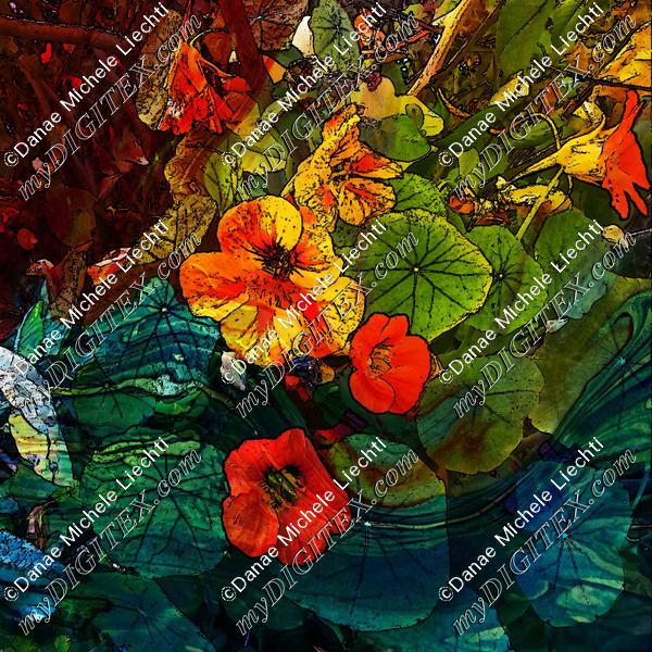 nasturtium marbled