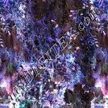 Colour:F