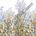 Colour:A