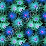 Colour:F