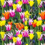 Colour:A