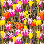 Colour:J