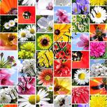 Colour:A
